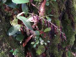Image of Stelis megachlamys (Schltr.) Pupulin