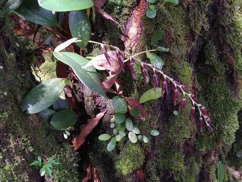 Stelis megachlamys (Schltr.) Pupulin的圖片