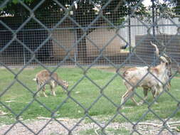 Image of Markhor