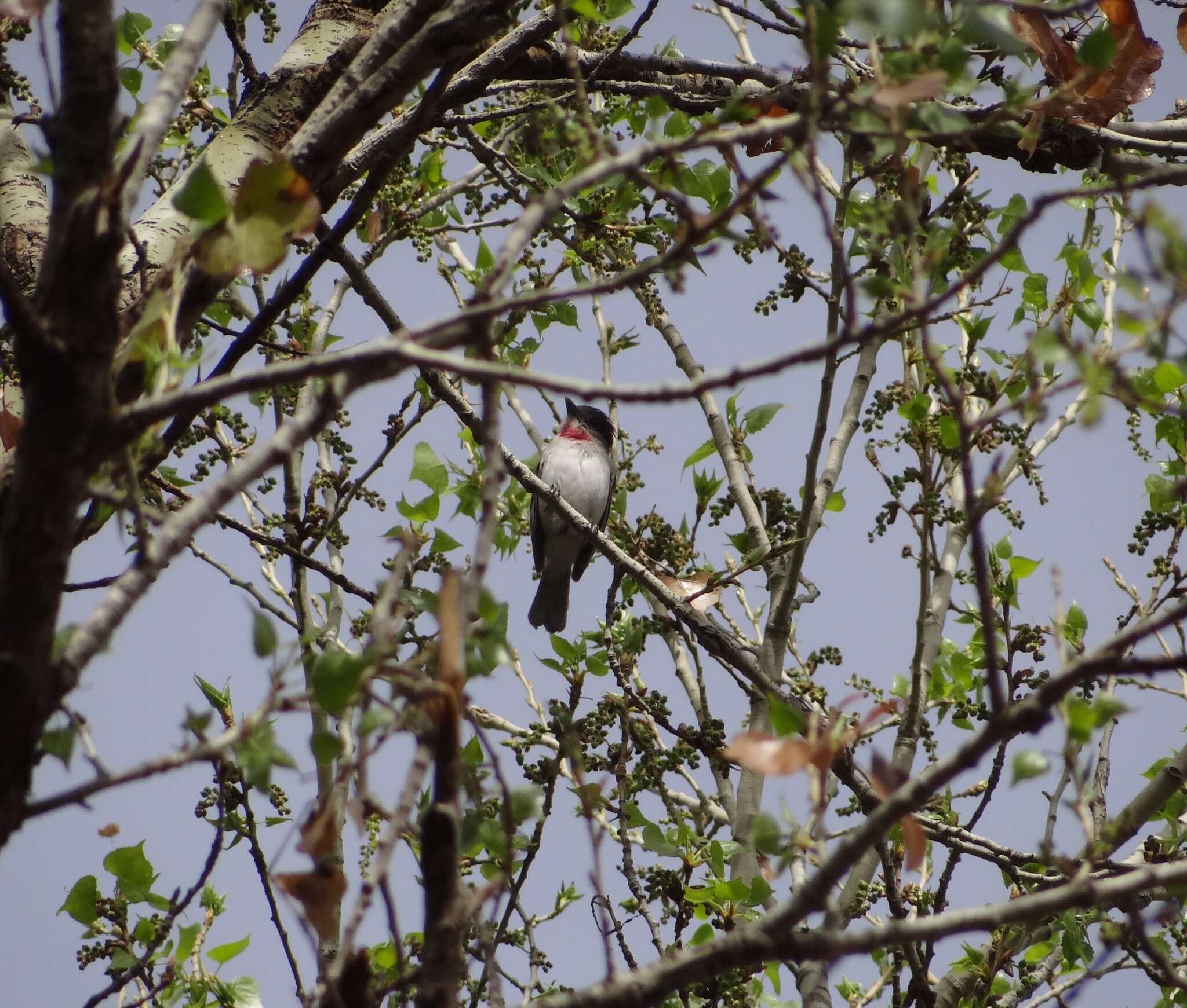 Plancia ëd Pachyramphus aglaiae albiventris (Lawrence 1867)