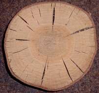 Image of Northern Red Oak