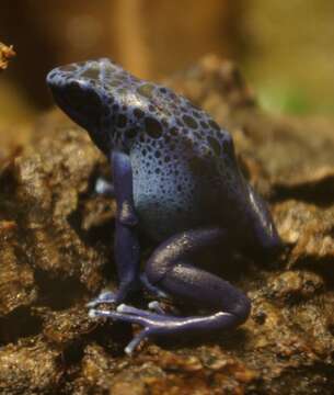 Image of Dyeing Poison Frog