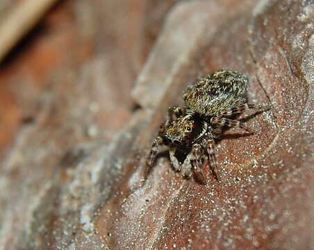 Image of Jumping spider