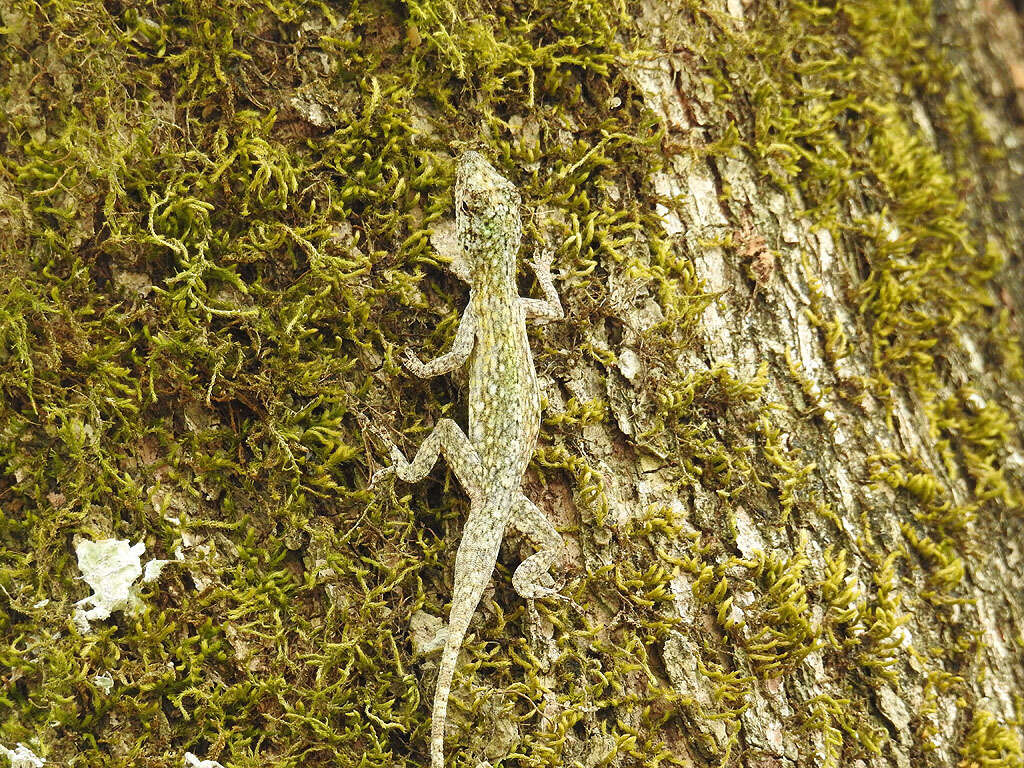 Image of Becker’s Anole