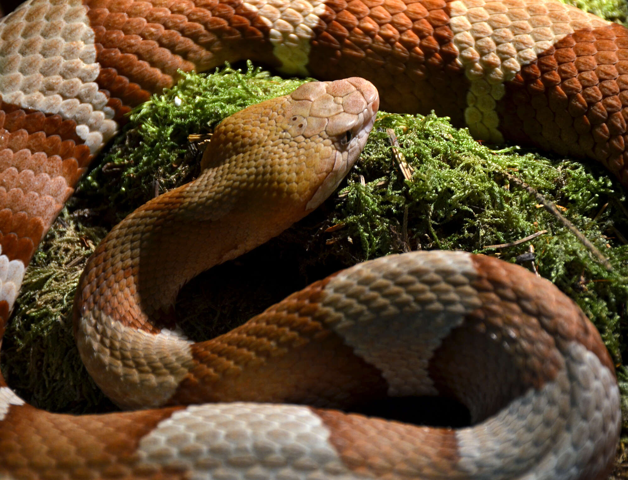 Image of Copperhead