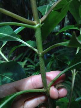 Image of Coprosma lucida J. R. Forst. & G. Forst.