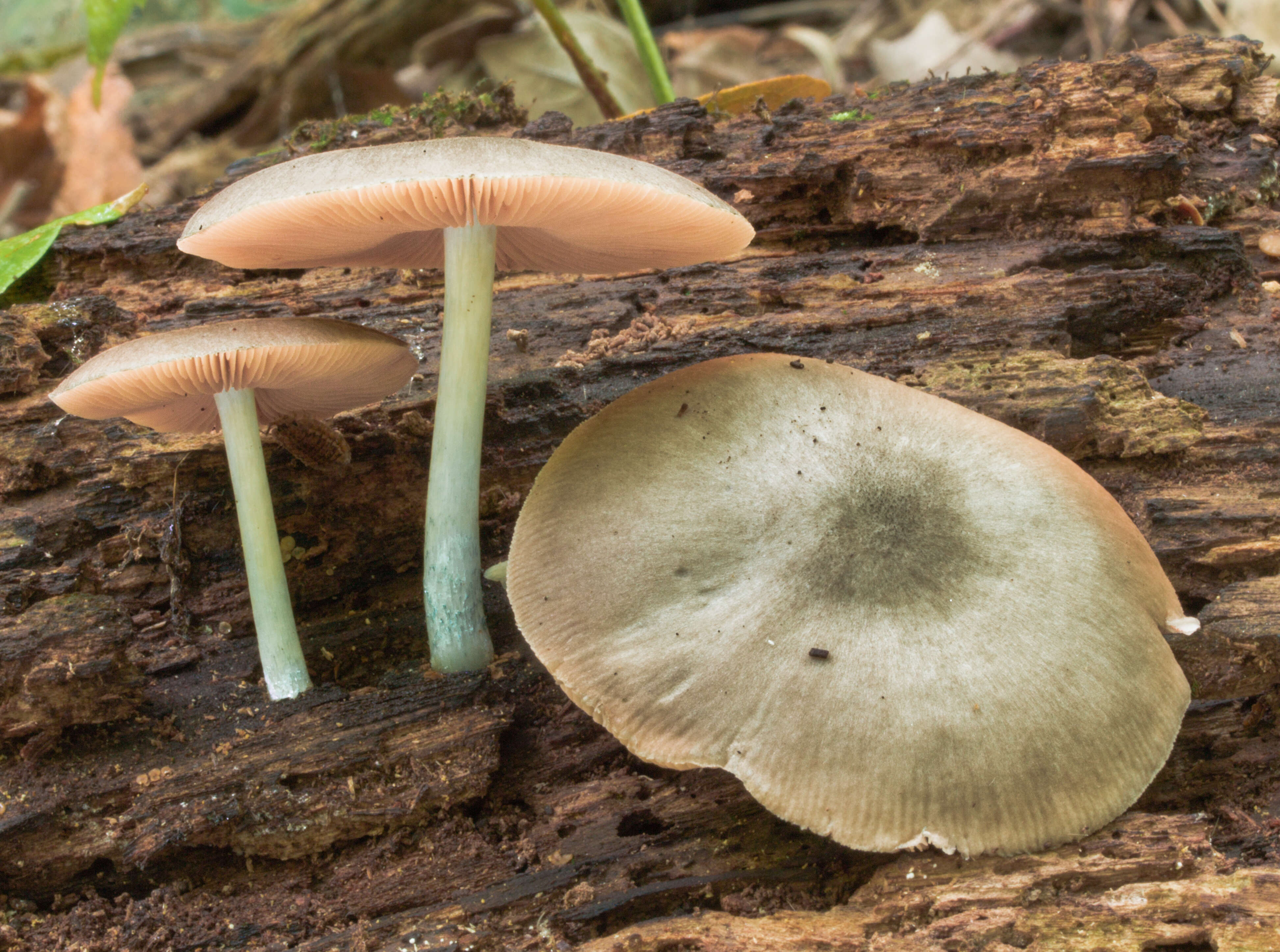 Слика од Pluteus americanus (P. Banerjee & Sundb.) Justo, E. F. Malysheva & Minnis 2014