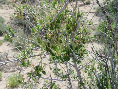 Image of alderleaf mountain mahogany