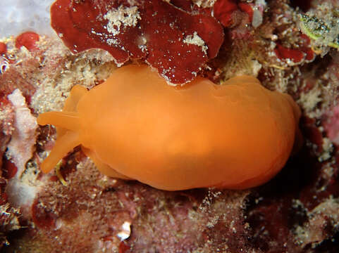 Image of peach seaslug