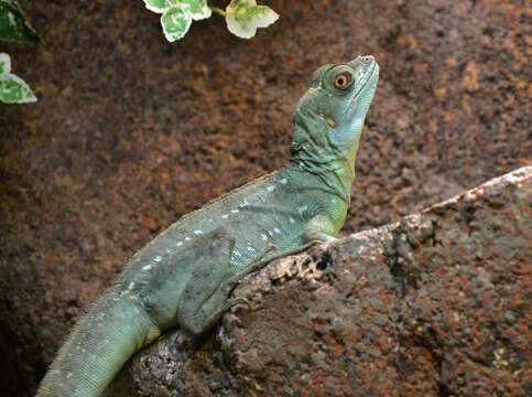 Image of Green Basilisk