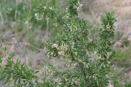 Image of pale desert-thorn