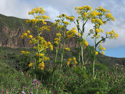 Image of Ferula communis subsp. linkii (Webb) Reduron & Dobignard