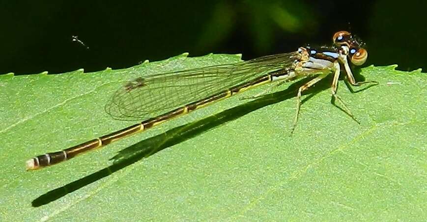 Image de Agrion Posé