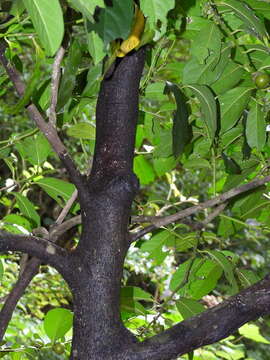 Image de Diospyros maritima Blume