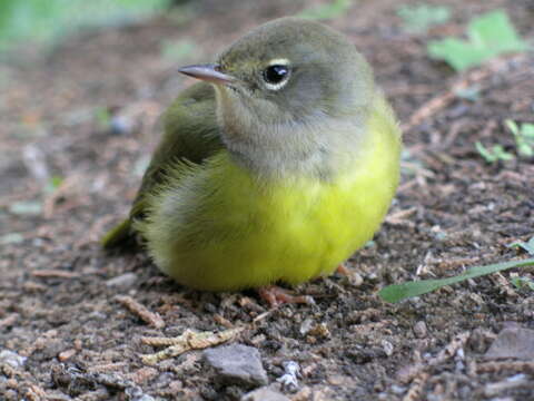 Geothlypis Cabanis 1847 resmi