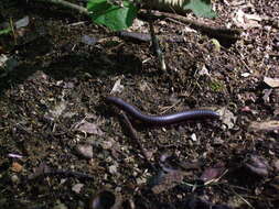 Image of American giant millipede