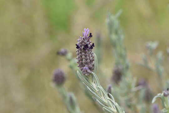 Image of French lavender