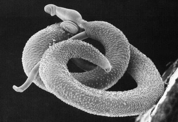 Image of Schistosoma mansoni