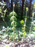 Слика од Equisetum sylvaticum L.