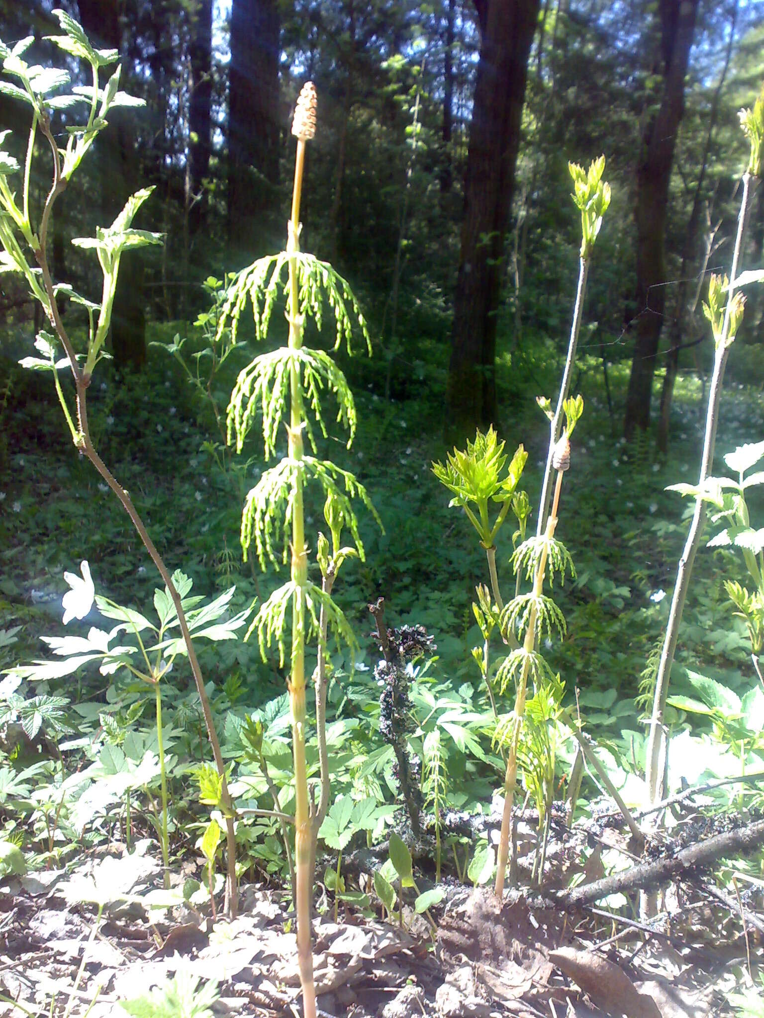 Imagem de Equisetum sylvaticum L.