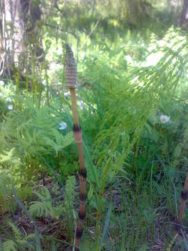 Image of field horsetail