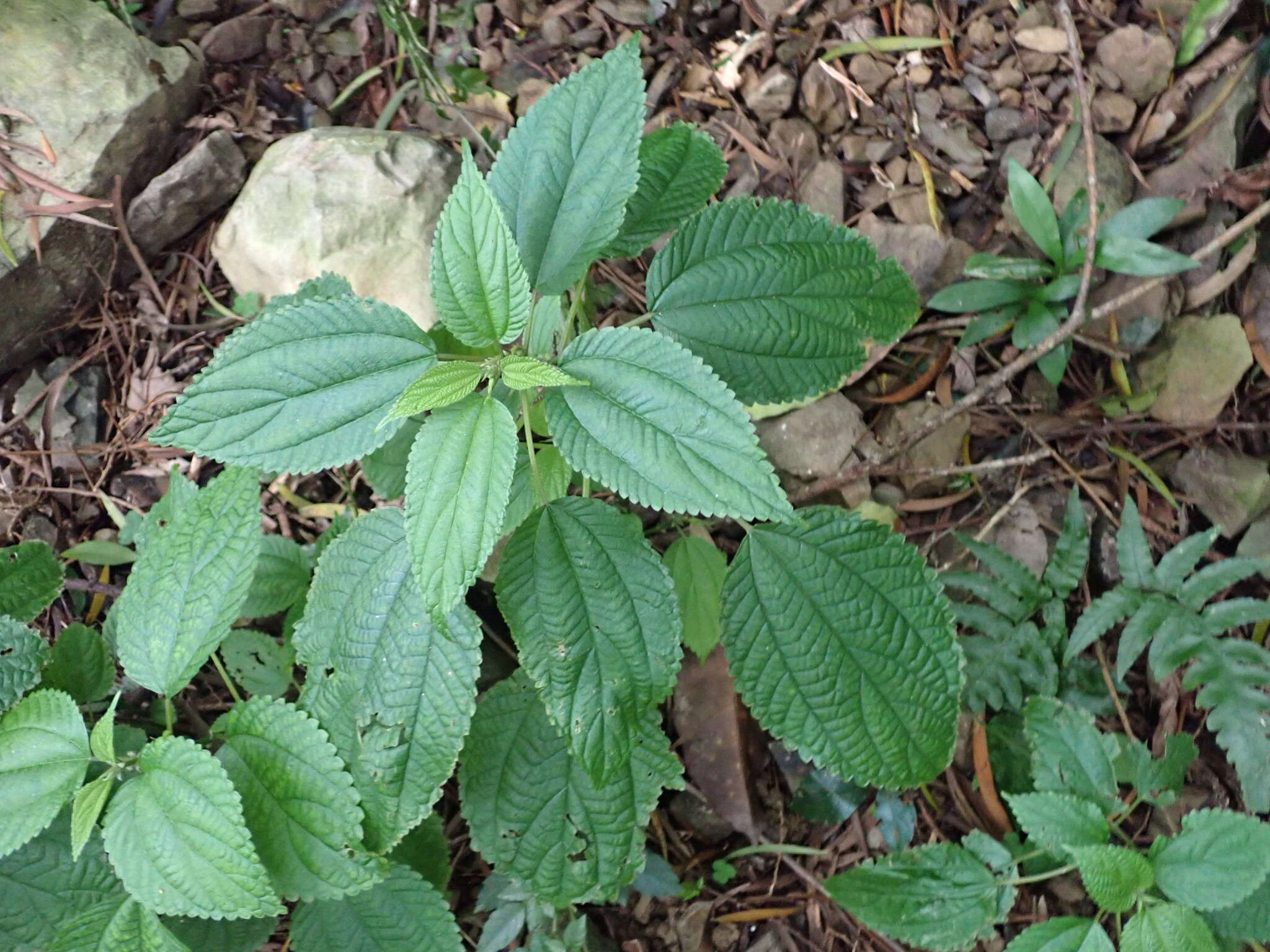 Imagem de Boehmeria sieboldiana Bl.