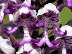 Image of Military orchid