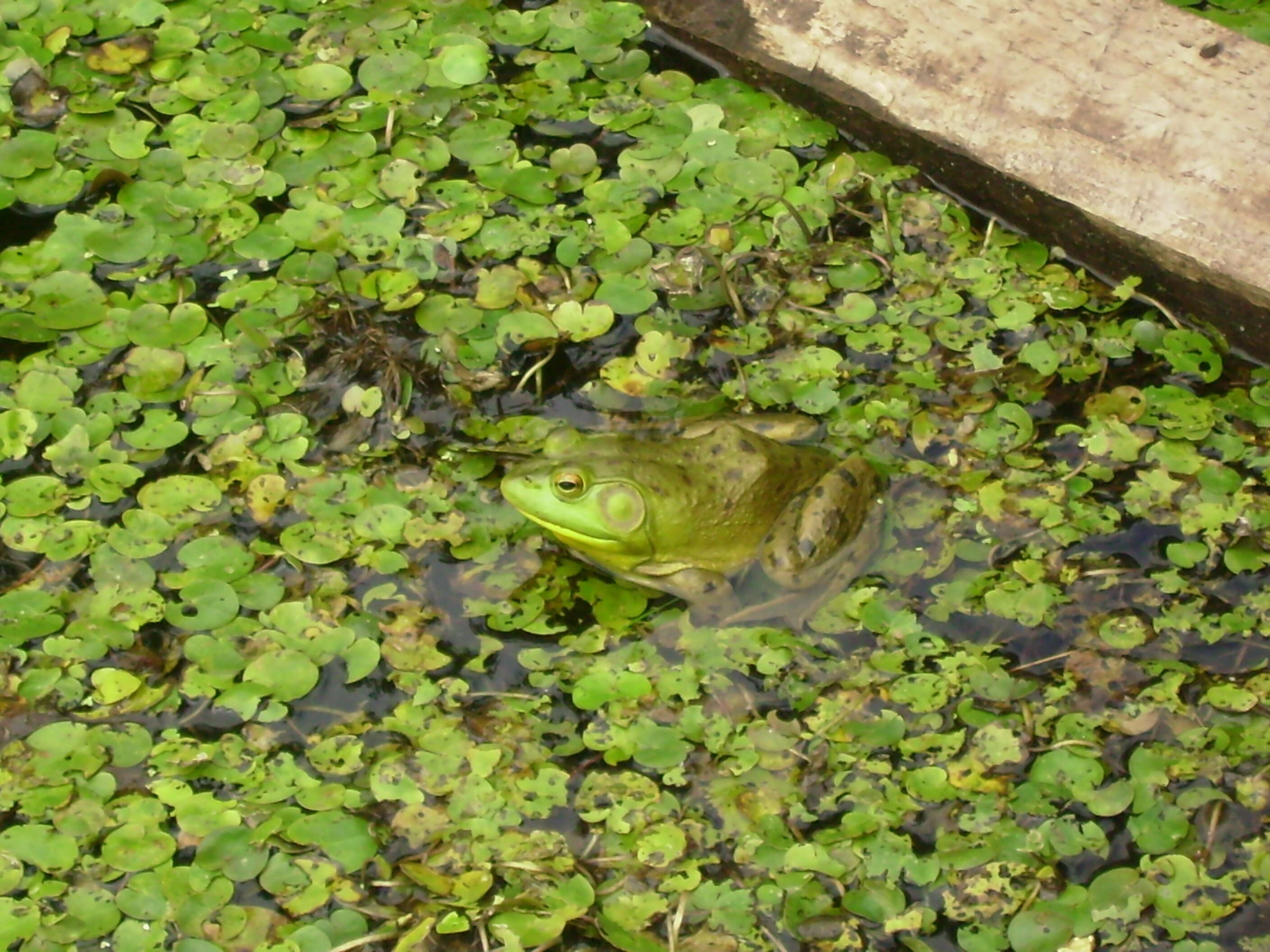 Image of American Bullfrog