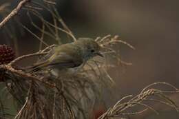 Image of Tasmanian Thornbill