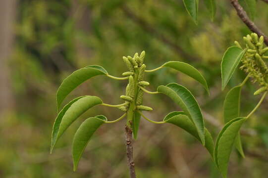 Image de Excoecaria agallocha L.