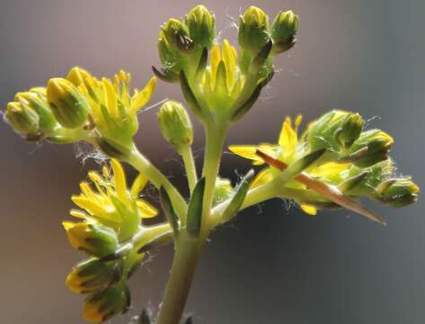 Image of Petrosedum orientale