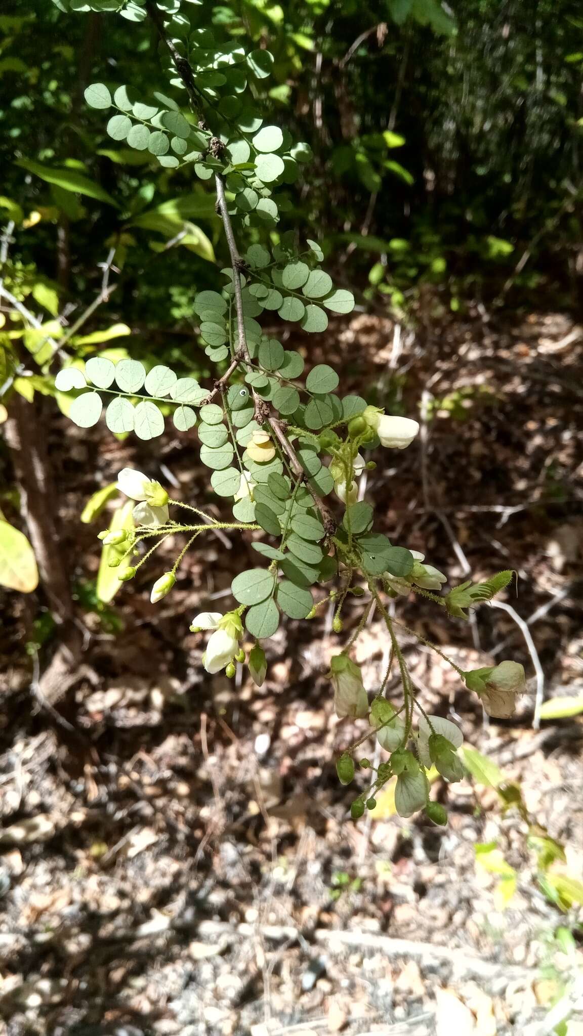 Image of Ormocarpum bernierianum (Baill.) Du Puy & Labat