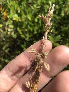 Image of Atlantic Manna Grass