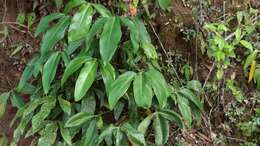 Image of Philodendron tripartitum (Jacq.) Schott