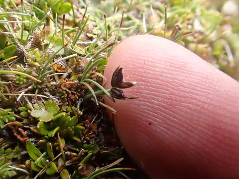 Imagem de Juncus novae-zelandiae Hook. fil.