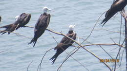 Image of frigatebirds
