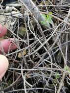 Image of Muehlenbeckia ephedroides Hook. fil.