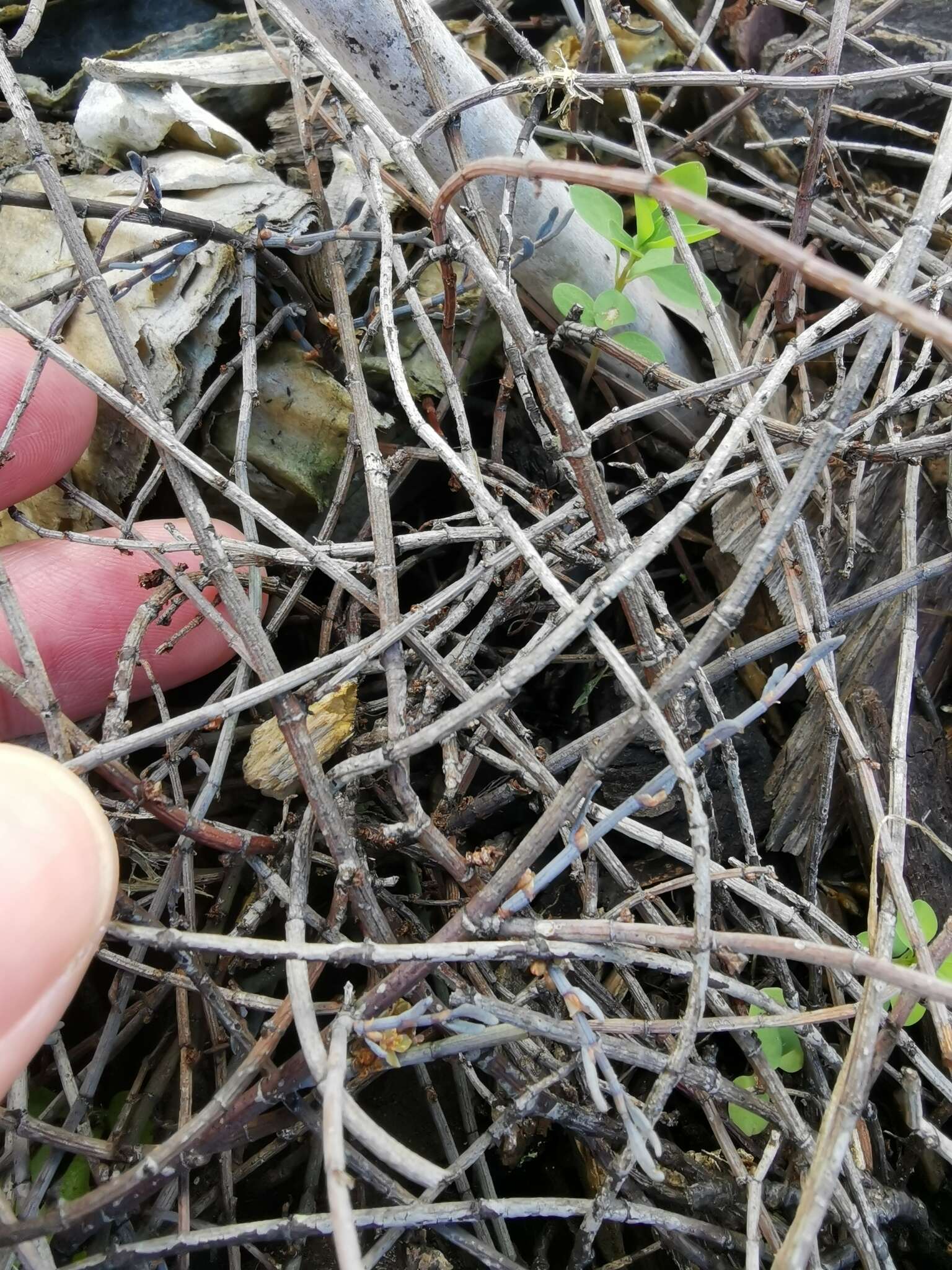 Image of Muehlenbeckia ephedroides Hook. fil.