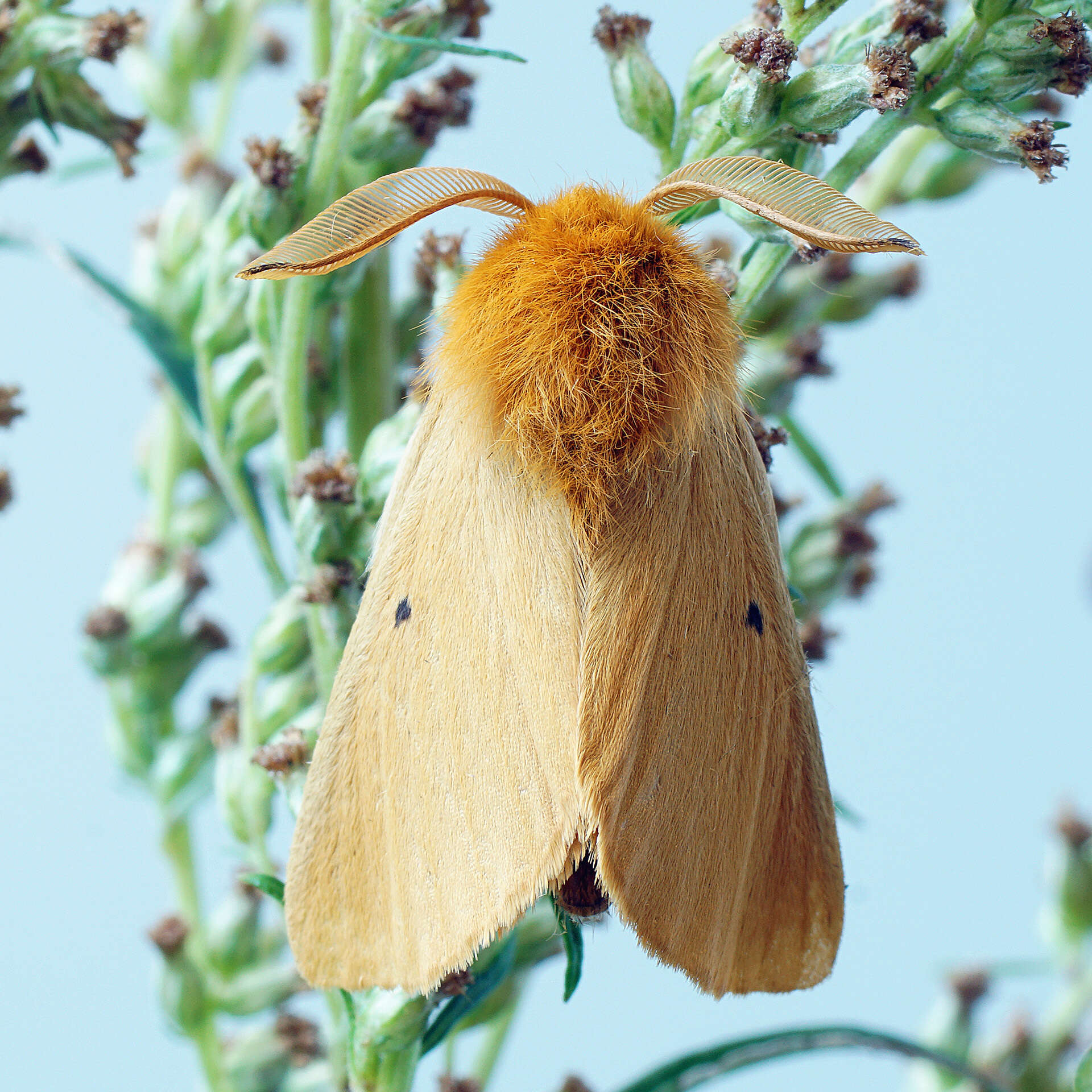 Lemonia taraxaci的圖片