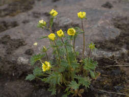 Image of Potentilla hyparctica Malte