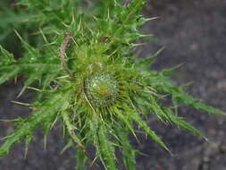 Imagem de Cirsium ferum