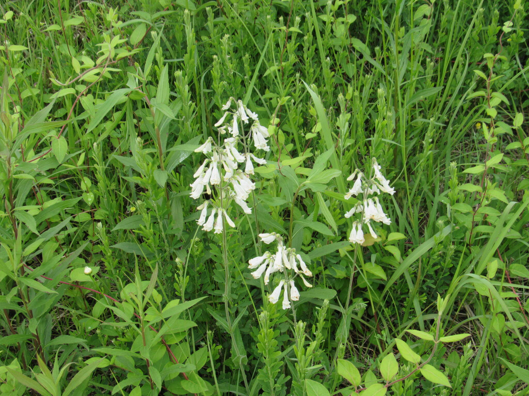 Image of pale beardtongue