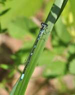 Image of Variable Bluet