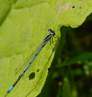 Image of Azure Bluet