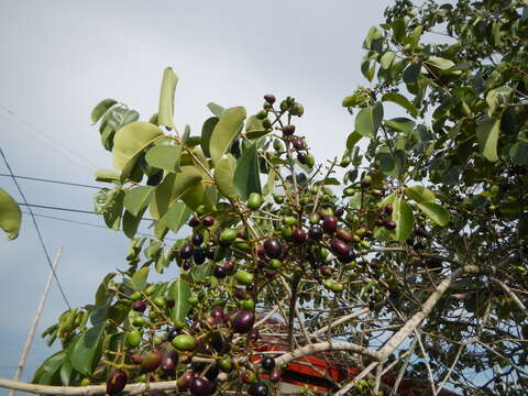 Image of Java plum