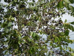 Image of Java plum