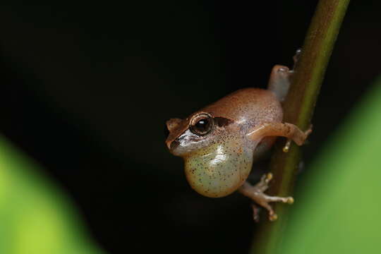 Image de Pseudophilautus wynaadensis (Jerdon 1853)