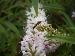 Image of Parasitoid wasp