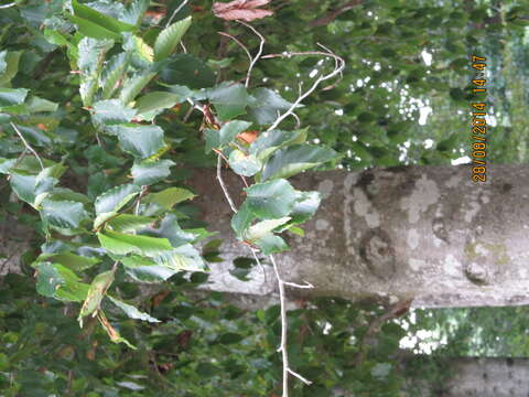 Image of American beech