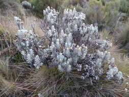 Image of Helichrysum newii Oliv. & Hiern